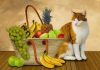 Can cats eat bananas ?