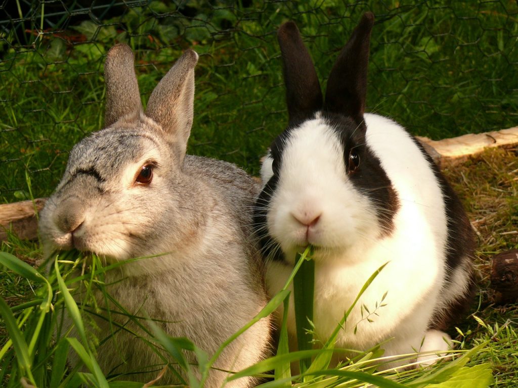 Can rabbits eat Lettuce
