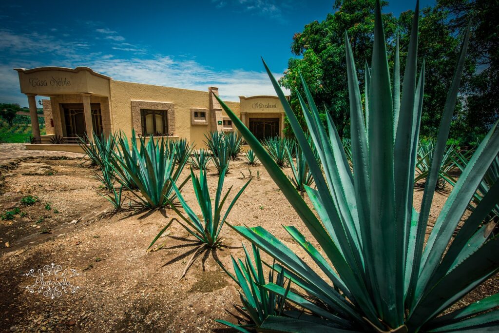 blue agave plant