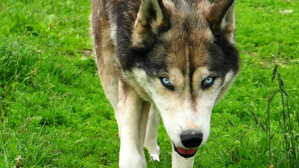 Wolf German Shepherd Husky Mix